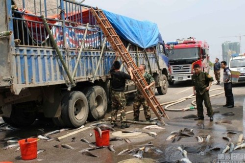 Ngỡ ngàng cảnh 6,8 tấn cá tra tràn ngập trên đường phố Trung Quốc 10
