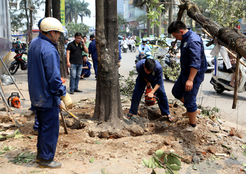 Ảnh: Hàng cây mới còi cọc vừa được trồng thay thế trên phố Hà Nội 14