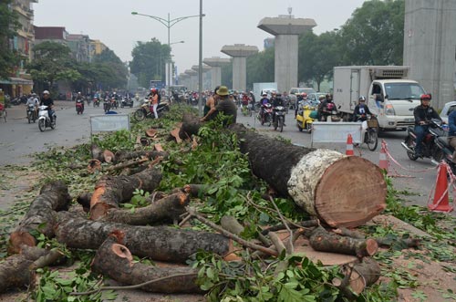 VP Bank, Vingroup: 'Không tài trợ tiền để chặt cây xanh Hà Nội' 5