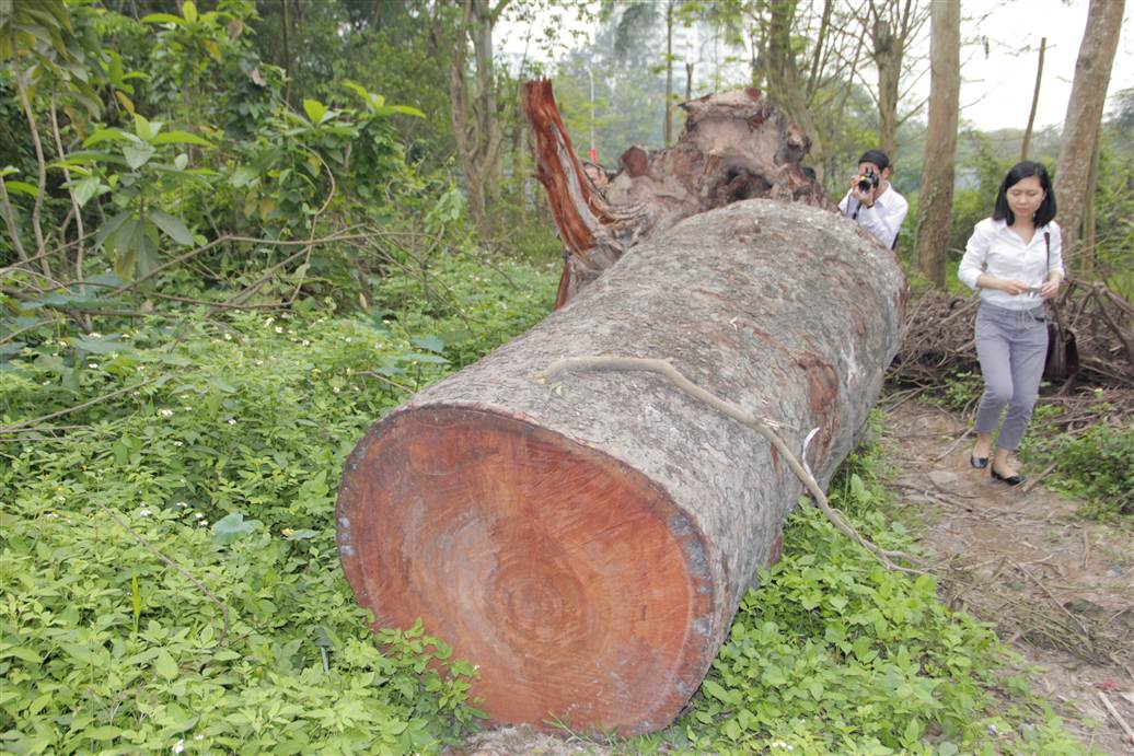 Tìm ra bãi tập kết gỗ xà cừ bị chặt hạ trên đường Nguyễn Trãi 11