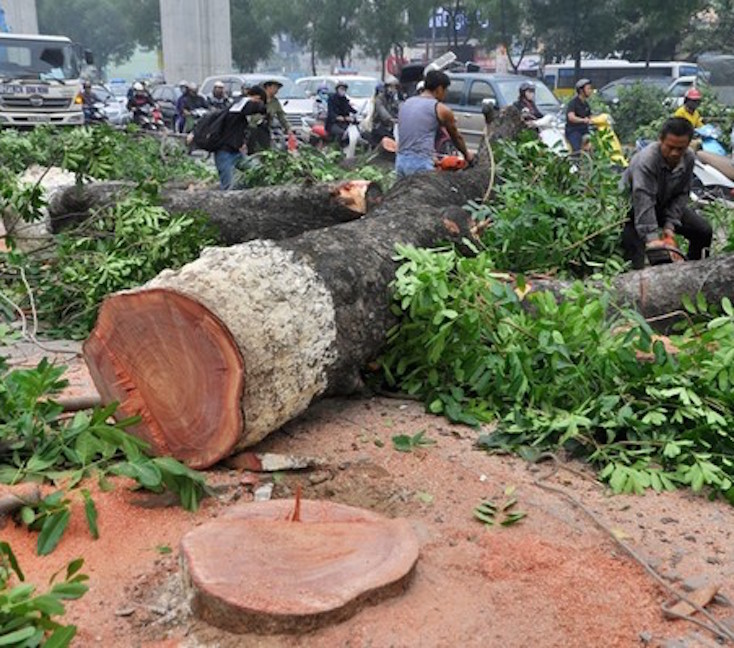 Vụ chặt hạ cây xanh ở Hà Nội: Tiết lộ gây sốc của dân buôn gỗ 5
