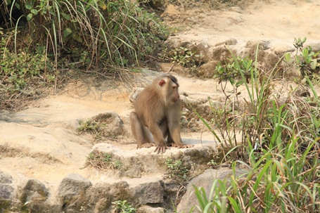 Đã bắt được con khỉ 'thích' tấn công phụ nữ ở Đà Nẵng 4
