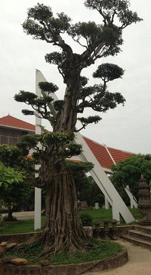 “Lác mắt” những vườn cây cảnh trăm tỷ của đại gia Việt 13