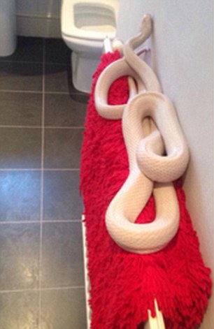 Nữ sinh hoảng sợ khi phát hiện rắn khổng lồ cuộn tròn trong phòng tắm
