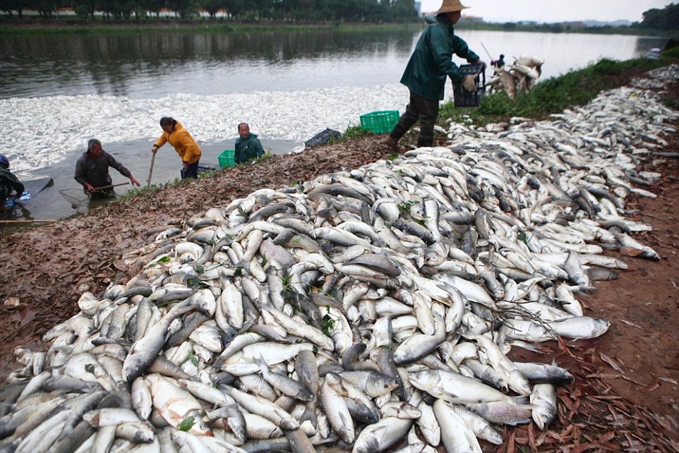 Hơn 100 tấn cá chết trắng hồ chỉ sau 1 đêm 2