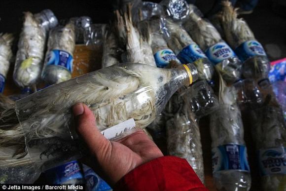 Trốn hải quan, nhóm buôn lậu nhét 24 con vẹt quý hiếm vào chai nhựa 1