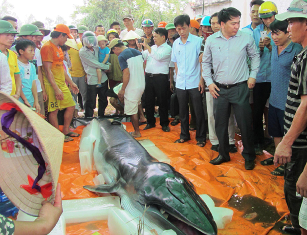 Xác cá voi nặng nửa tấn được phát hiện ở Thanh Hóa 1