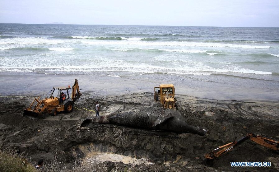 Chùm ảnh: Lễ chôn cất cá voi xám khủng nặng 14 tấn tại Mexico 2