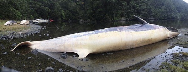 Hàng loạt cá voi chết bất thường ở Chile 2