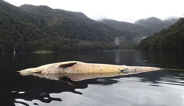 Hàng loạt cá voi chết bất thường ở Chile 3