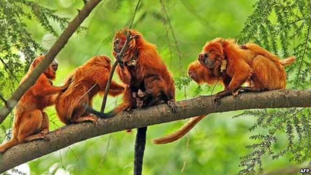 Pháp: Mất trộm 17 con khỉ quý hiếm trong sở thú 1