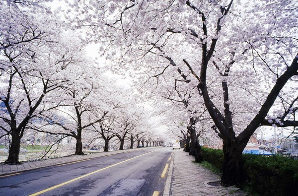 Đi du lịch Hàn Quốc đẹp nhất mùa hoa anh đào 2