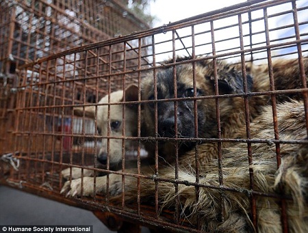 Trung Quốc: Hàng ngàn chó mèo bị bắt để phục vụ 'Lễ hội thịt chó' 1
