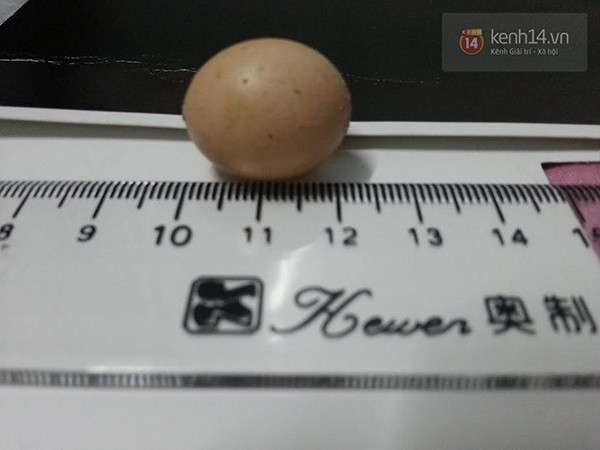 Lại xuất hiện trứng gà bé bằng đồng xu ở Hải Dương