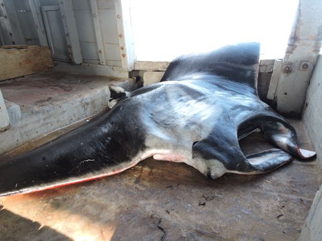 Ngư dân Quảng Ngãi bắt được cá đuối 'khủng' nặng nửa tấn 1