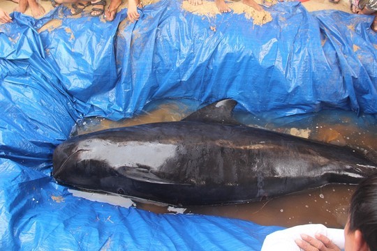 Cá voi hơn 300kg dạt vào bờ biển Quảng Nam 1