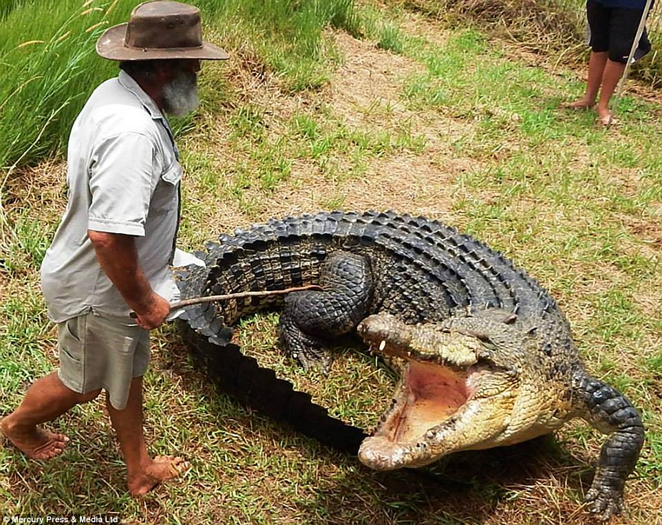 Video: Xem 'thổ dân chân trần' ung dung cưỡi cá sấu khổng lồ 2