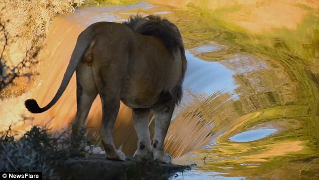 Video: Khoảnh khắc sư tử trượt chân, ngã nhào xuống thác nước 1