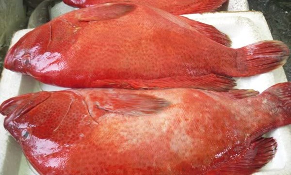 Cá mú đỏ 1 triệu đồng/kg đắt hàng 1