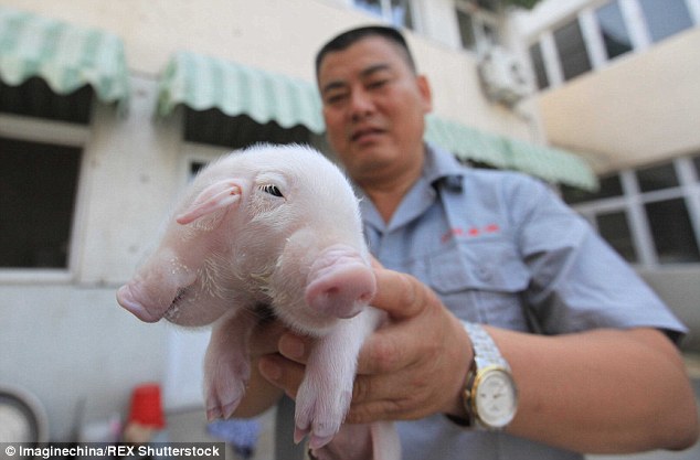 TQ: Phát hiện lợn hai đầu bị bỏ rơi trước cổng chùa 2