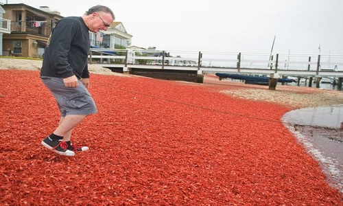 Cận cảnh hàng triệu con cua mắc cạn nhuộm đỏ bờ biển Mỹ 1