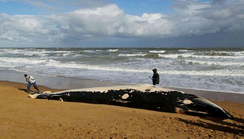Xác cá voi lưng xám 'khổng lồ' dài 11m dạt vào bờ biển nước Anh 1