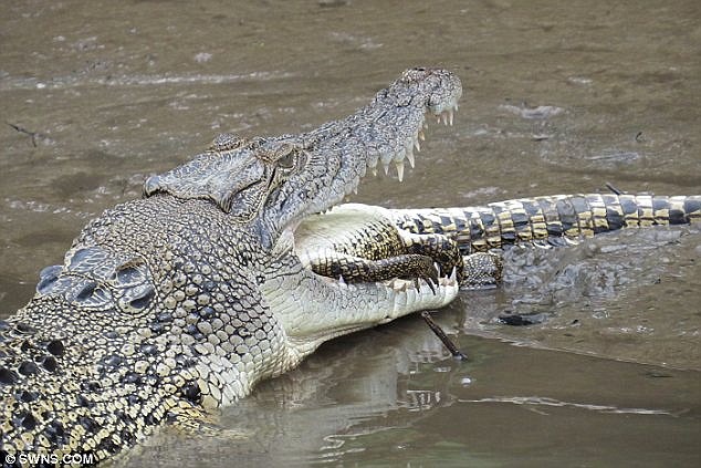 Video: Cá sấu nhỏ chết thảm dưới hàm đồng loại 'khủng' dài 2m 2