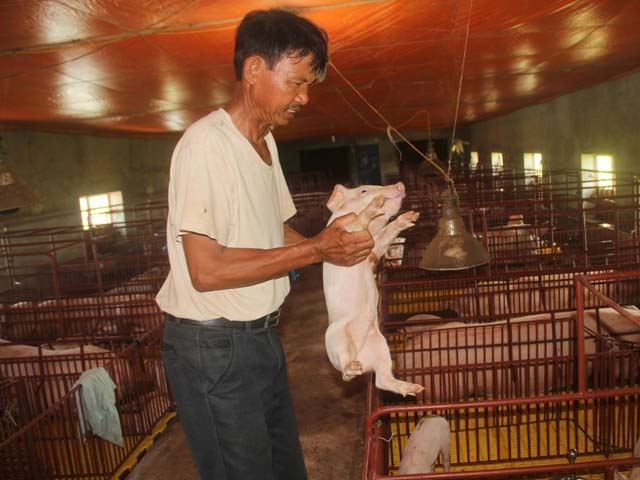 Đại gia Nam Định chăn lợn thu hơn 40 tỷ/năm 1