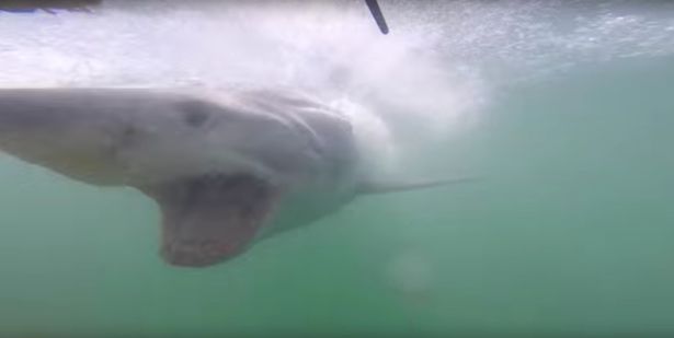 Video: Du khách may mắn thoát khỏi hàm cá mập trong gang tấc 1