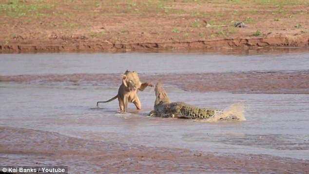 Cá sấu hung dữ đối đầu với ba con sư tử để giành mồi 5