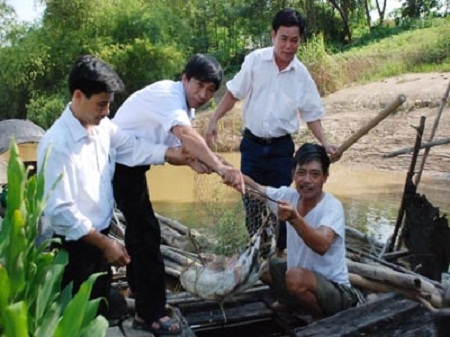 Nhà giàu Hà thành “khát” đặc sản cá Bỗng sông Gấm 1