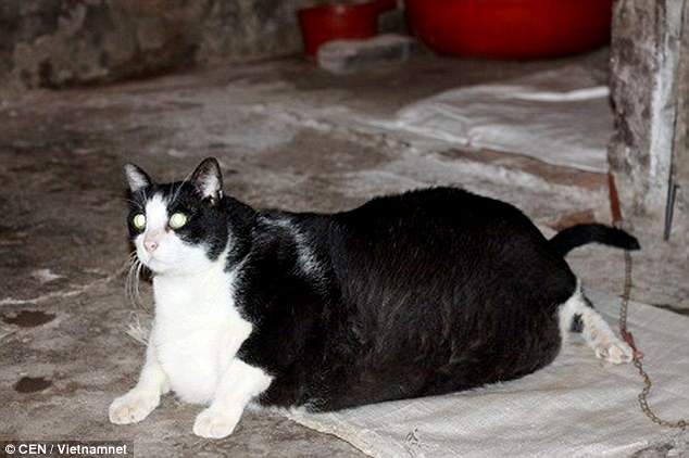 Chú mèo khổng lồ 20kg ở Nam Định được lên báo Anh 1
