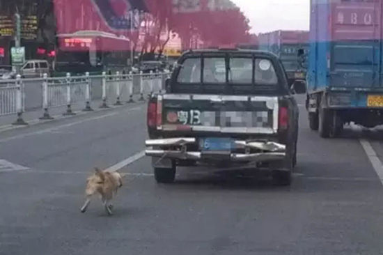 Trung Quốc: Phẫn nộ chú chó bị xe tải kéo lê đến chết trên đường phố 5