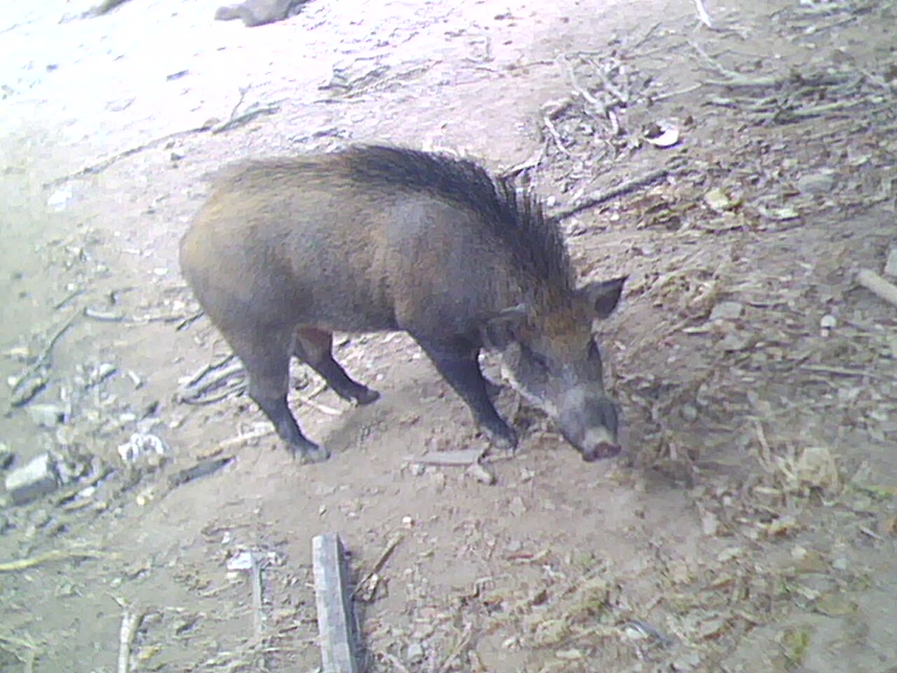 Lợn rừng nặng hơn 100 kg tấn công người ở Quảng Nam 1
