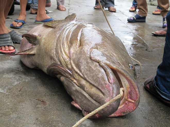 Bắt được cá mú 'khổng lồ' 70kg gần bờ biển Đà Nẵng 1