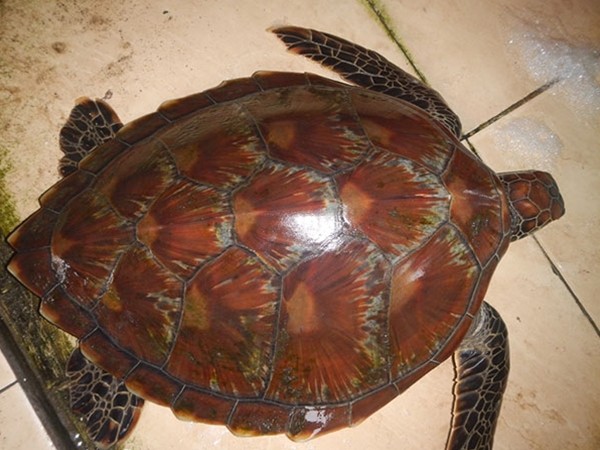 Rùa biển quý lạc vào đầm ở Huế