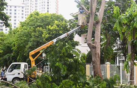 Chủ tịch Hà Nội chỉ đạo cử người đi nước ngoài học cắt tỉa cây xanh