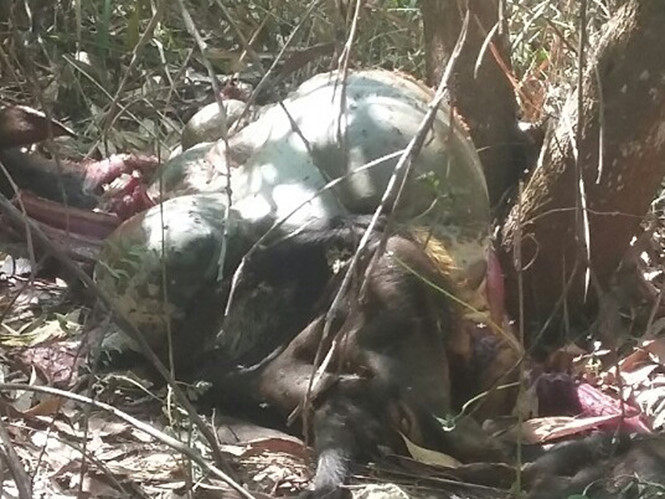 Bò tót quý hiếm bị bắn chết trong khu bảo tồn ở Đồng Nai