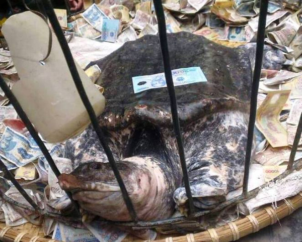 Lão nông thả rùa quý giống rùa Hoàn Kiếm dù được trả giá trăm triệu
