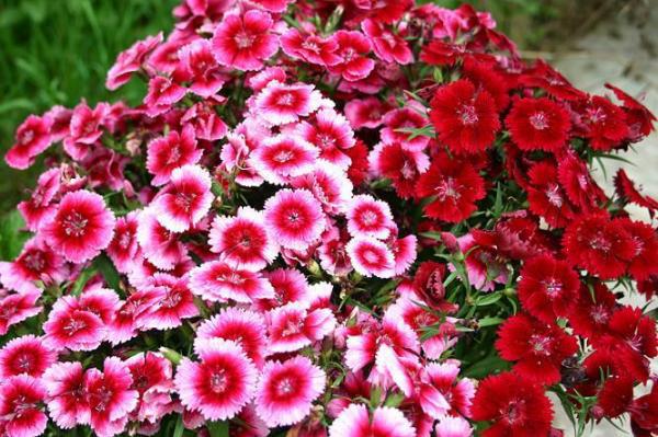 Đi tìm ý nghĩa của hoa cẩm chướng xinh đẹp ‘vạn người mê’ 1