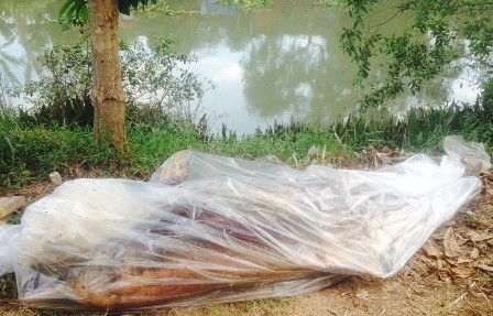 Cá heo chết trôi dạt vào sông ở Vĩnh Long