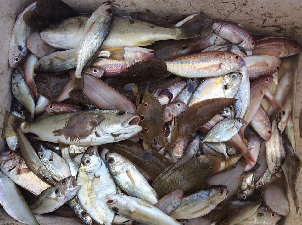 Nghi vấn xe đông lạnh thu mua cá chết ở Quảng Bình: Lãnh đạo địa phương nói gì?