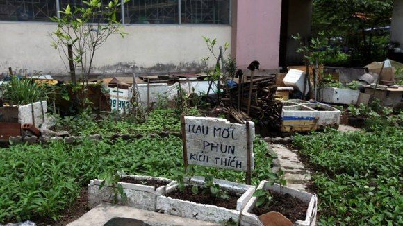 Nỗi lo rau bẩn khiến người Hà Nội biến vườn hoa chung thành vườn rau 3 Nỗi lo rau bẩn khiến người Hà Nội biến vườn hoa chung thành vườn rau 3