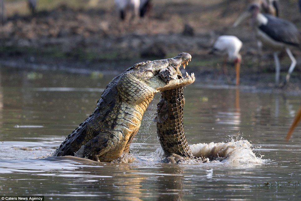 Схватка крокодилов. Нильский крокодил охота. Укус гребнистого крокодила. Гребнистый крокодил. Нильский и гребнистый крокодил.