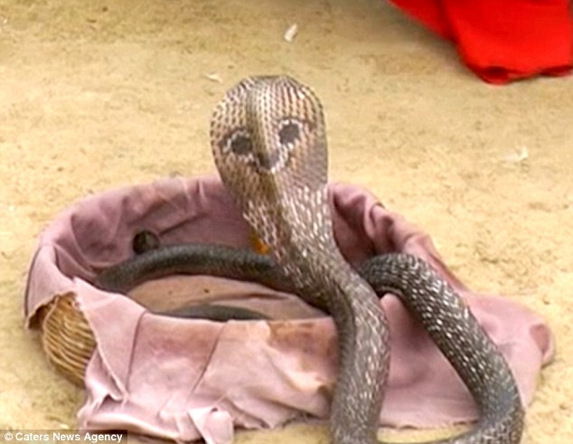 Lạ kỳ rắn hổ mang có mặt cười ở sau đầu tại Ấn Độ 1