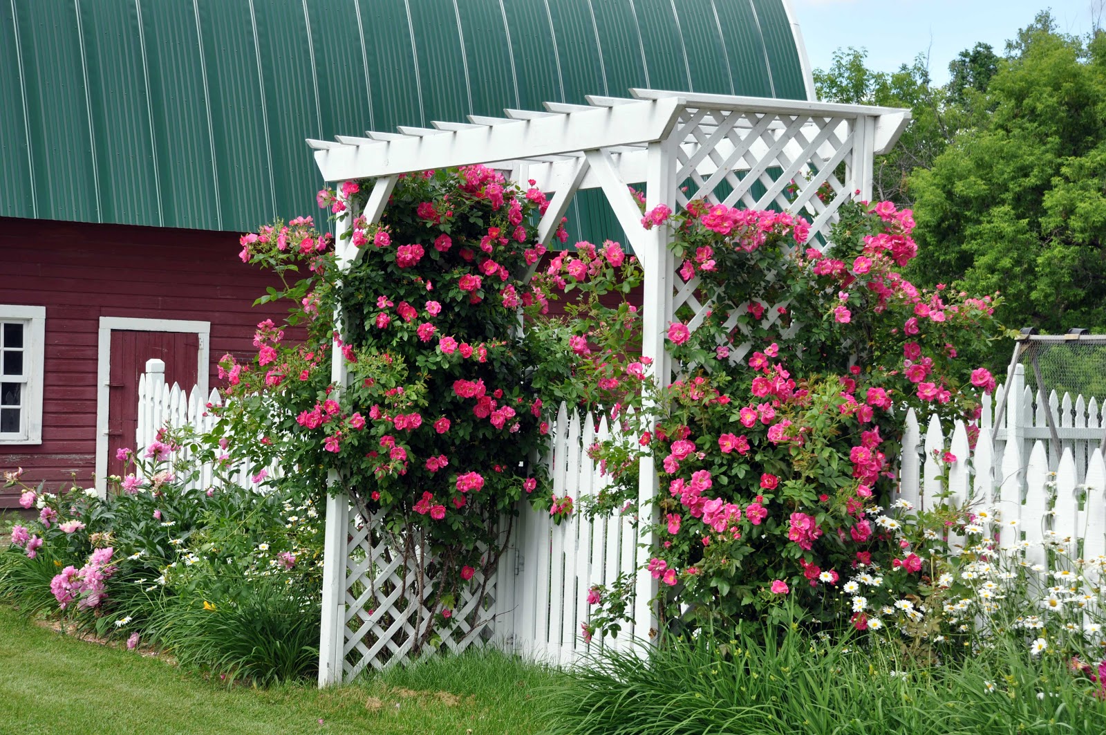 Tự trồng hoa hồng leo Pháp cho vườn nhà xinh ngất ngây - Tinmoi