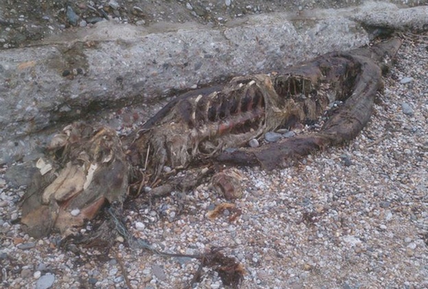 Xác sinh vật bí ẩn dạt vào bờ biển nước Anh gây hoang mang 1