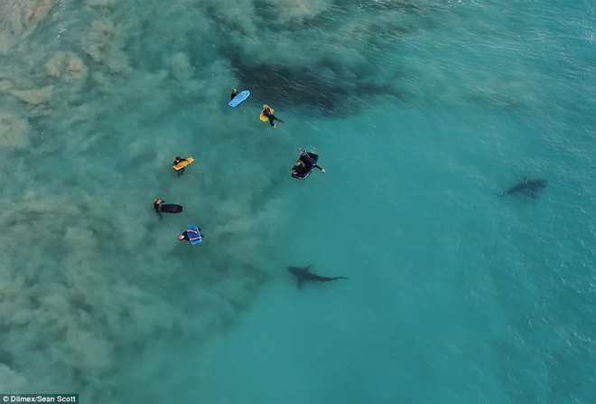 Thót tim khoảnh khắc hàng trăm con cá mập khổng lồ lởn vởn ngay cạnh nhóm học sinh đi bơi - Ảnh 1.