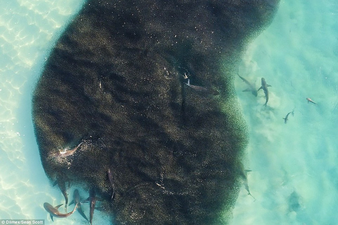Thót tim khoảnh khắc hàng trăm con cá mập khổng lồ lởn vởn ngay cạnh nhóm học sinh đi bơi - Ảnh 5.