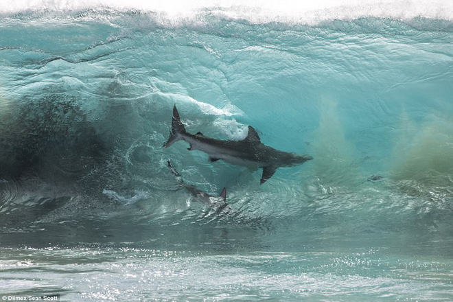Thót tim khoảnh khắc hàng trăm con cá mập khổng lồ lởn vởn ngay cạnh nhóm học sinh đi bơi - Ảnh 4.